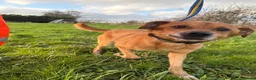 Mixed Breed dogs for adoption: Fry - Norwich Norfolk  - Advert 9