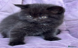 British Shorthair cats for sale: British shorthair kittens🐻🐻‍❄️🐻🐻‍❄️🐻🐻‍❄️ - Image 5