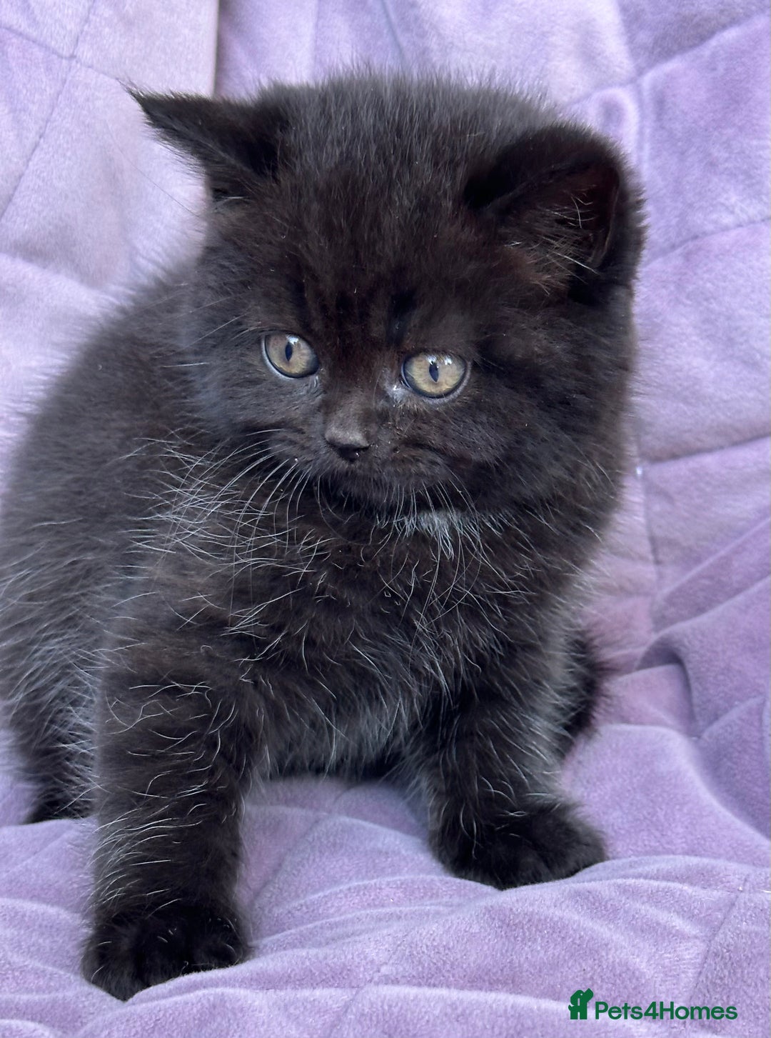 British Shorthair cats for sale: British shorthair kittens🐻🐻‍❄️🐻🐻‍❄️🐻🐻‍❄️ - Image 5