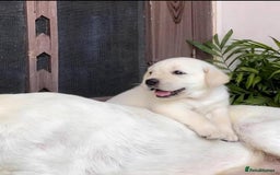 Labrador Retriever dogs for sale: !Stunning pure bred labrador pups - Image 3