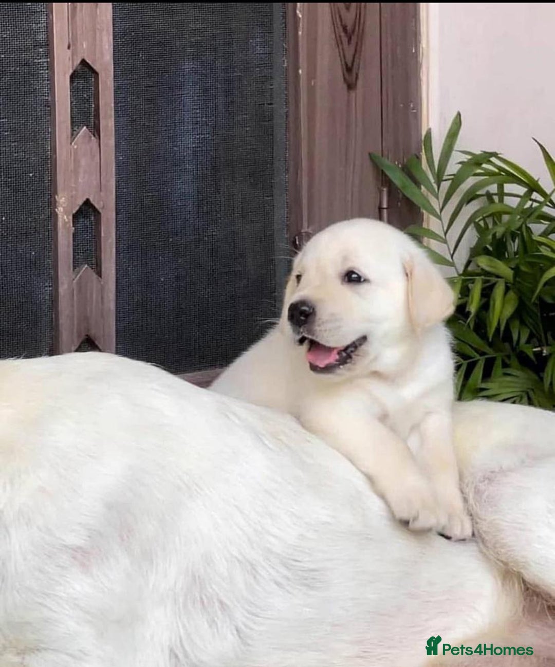 Labrador Retriever dogs for sale: !Stunning pure bred labrador pups - Image 3