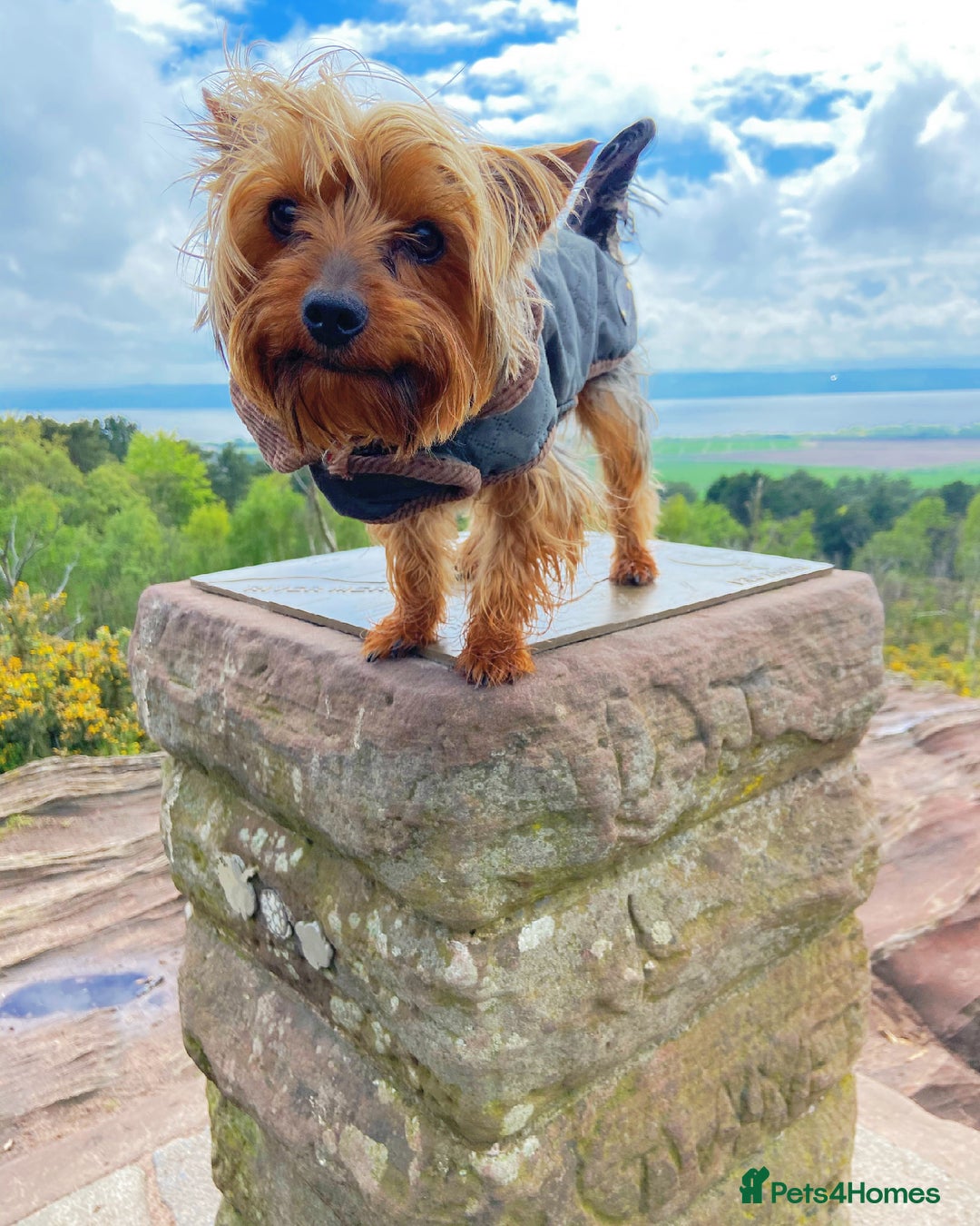 Yorkshire Terrier dogs for stud: Magnificent Yorkie Stud  - Advert 4