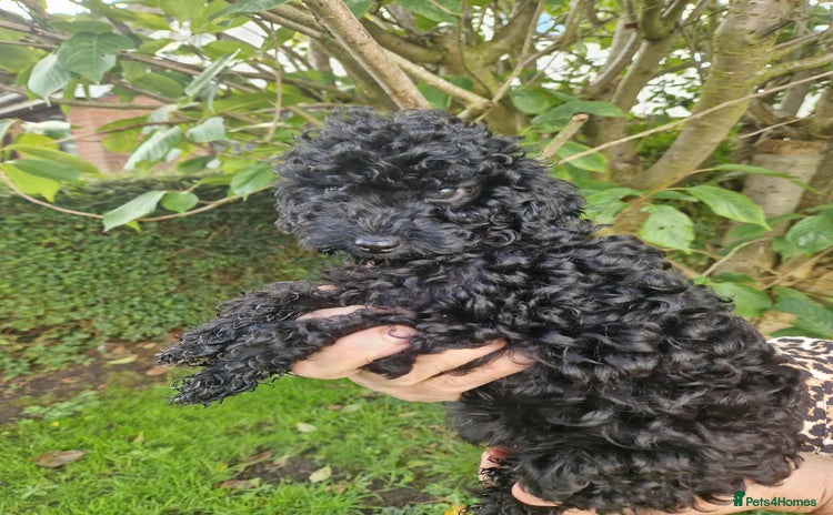 Cockapoo dogs - Advert 12