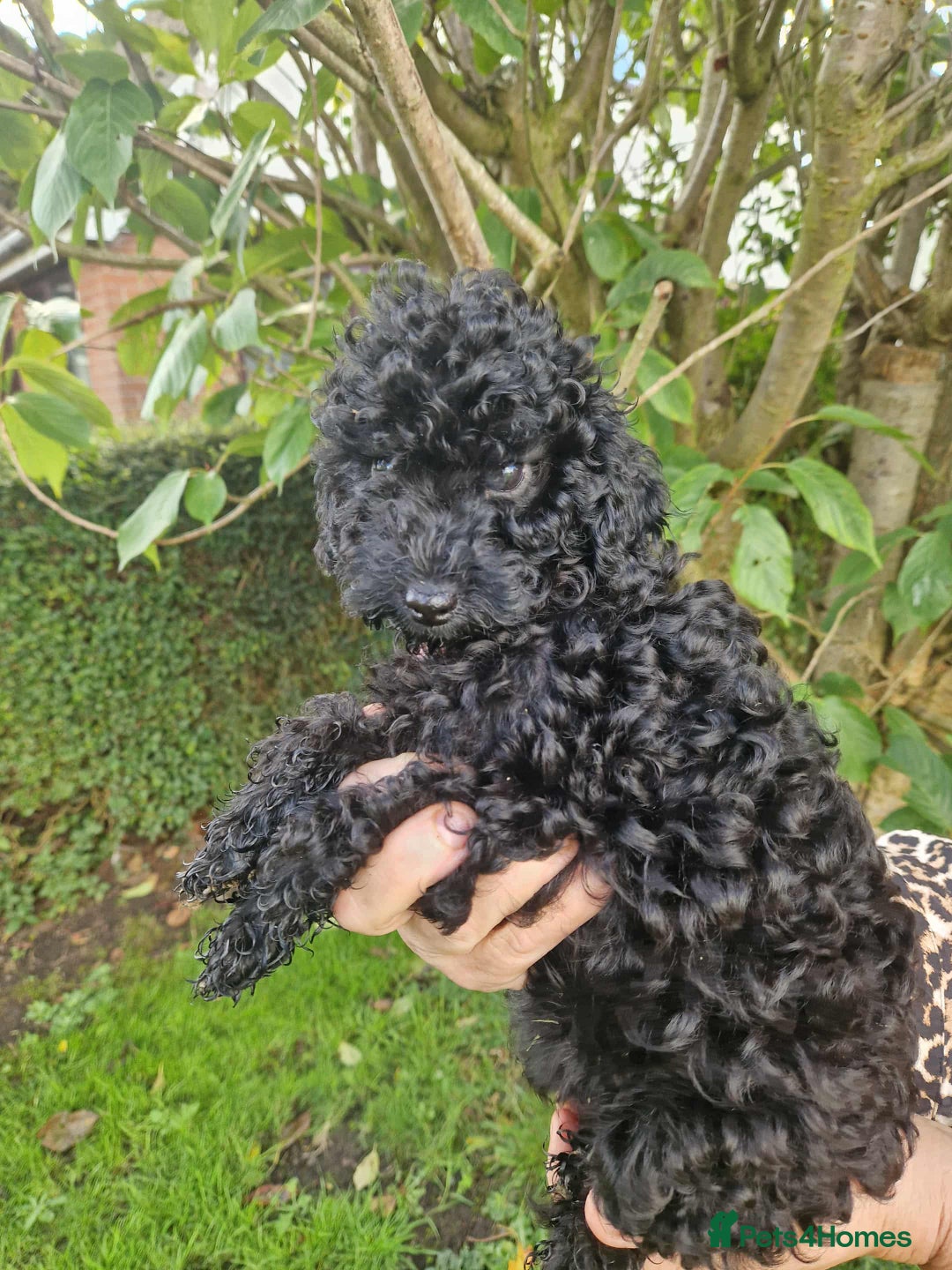 Cockapoo dogs for sale: VANASUZE SHOW TYPE F1b COCKAPOOS - Image 2