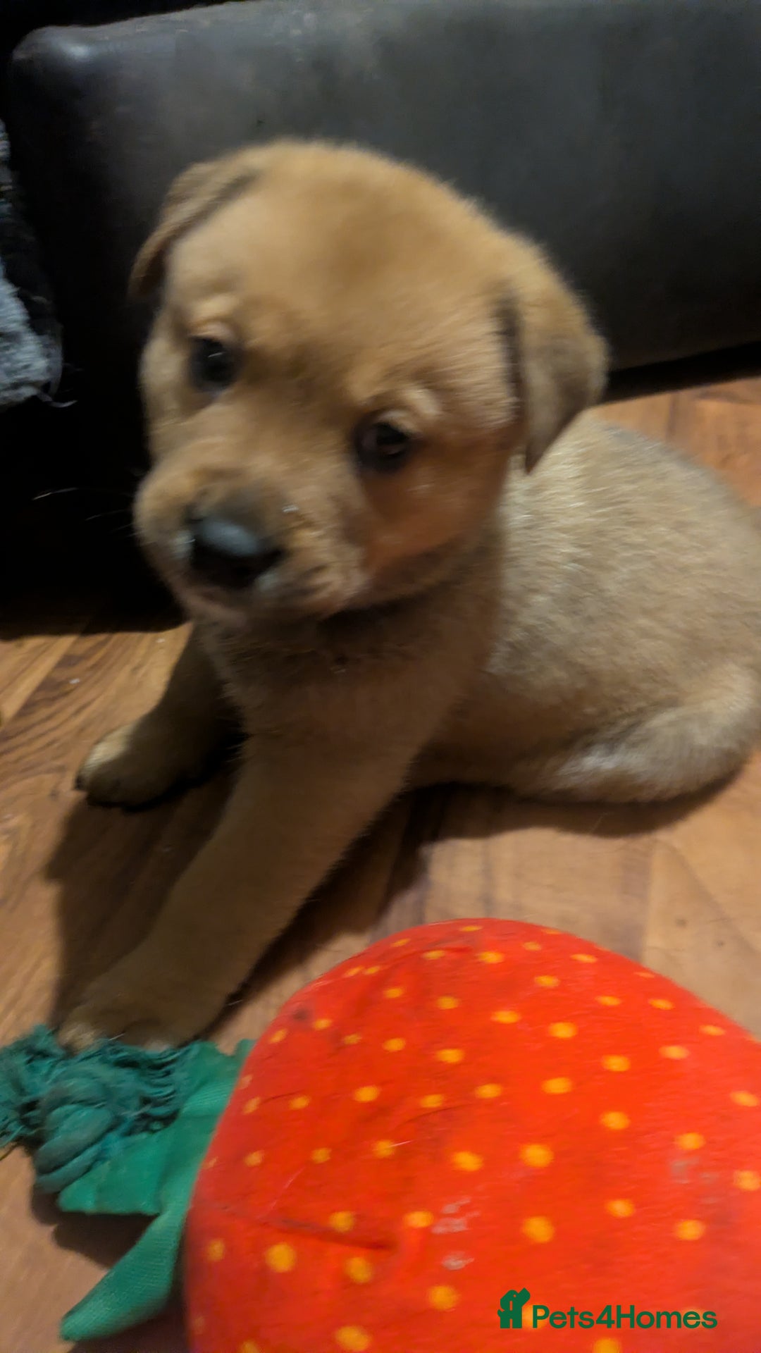 Mixed Breed dogs for sale: Pup looking for her forever home  - Advert 7
