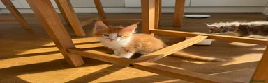 Maine Coon 6