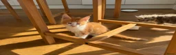 Maine Coon cats for sale: Beautiful Maine Coon Kittens – Born 19 June 2026 - Advert 16