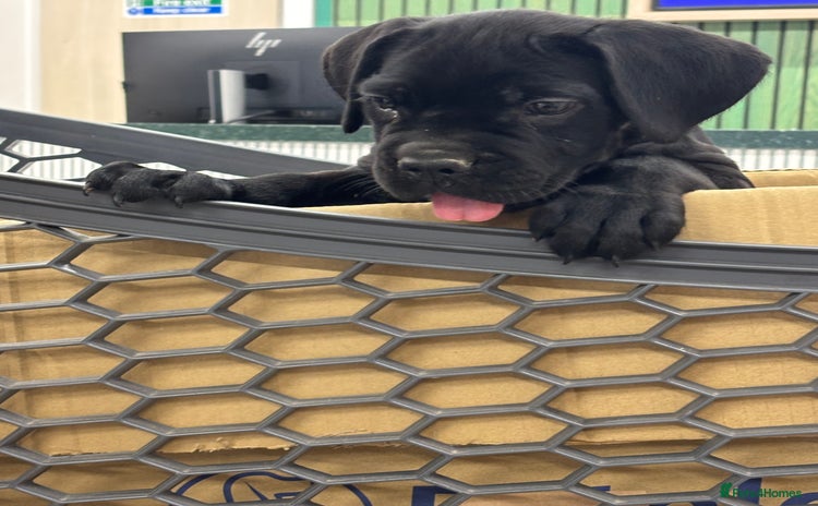 Cane Corso dogs - Advert 1