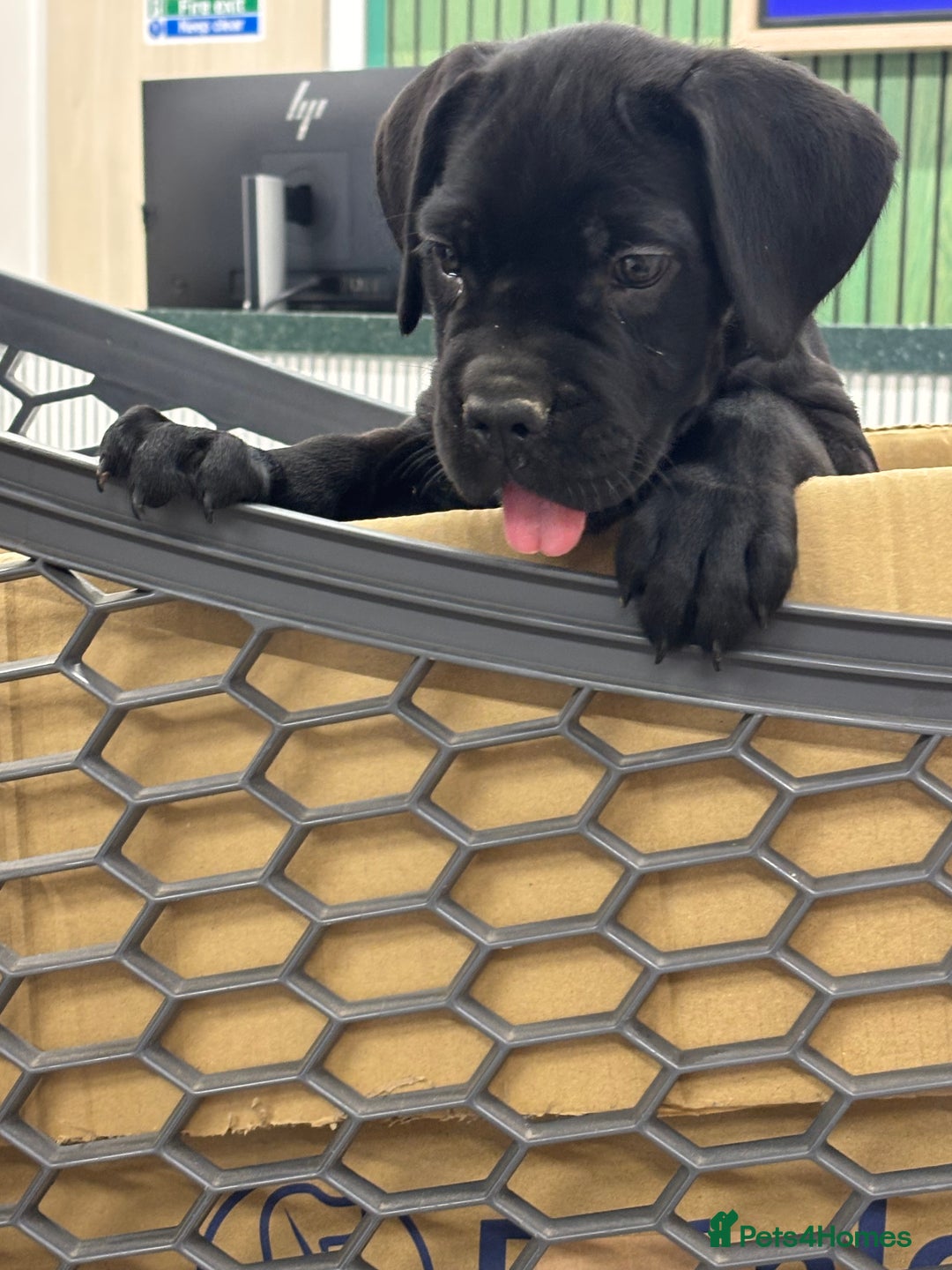 Cane Corso dogs for sale:  Reg - UKBKC Cane Corsos loyal family guardians  - Image 1
