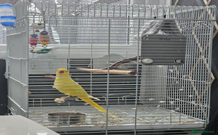 Parakeets birds - Advert 1