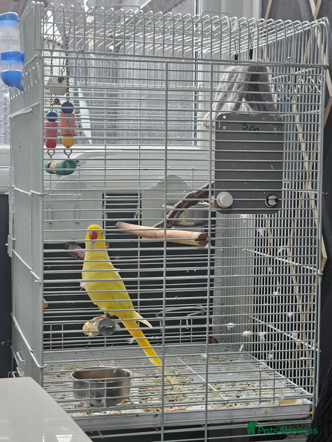 Parakeets birds for sale: Indian ring neck  - Image 1