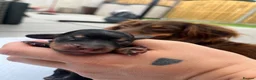 Miniature Dachshund dogs for sale: Miniature dachshund puppies for sale - Advert 3