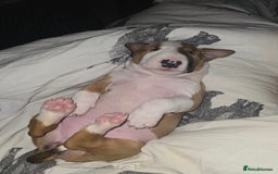 English Bull Terrier dogs for sale: Beautiful girl - Image 8