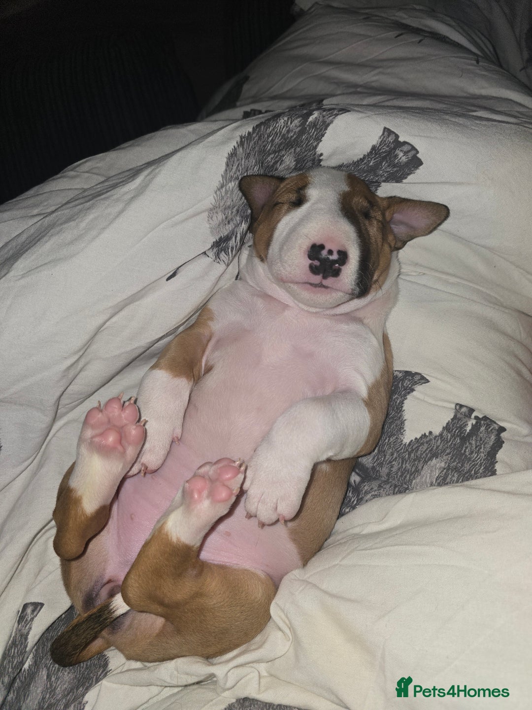 English Bull Terrier dogs for sale: Beautiful girl - Image 8
