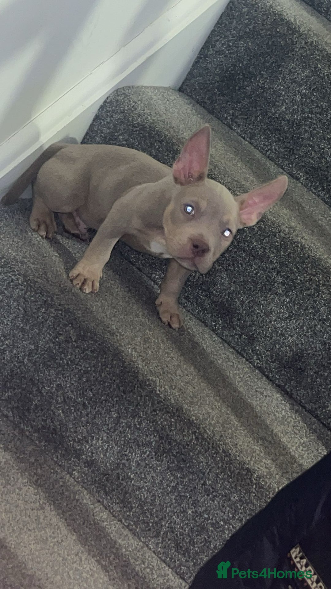 American Bully dogs for sale: 🦍🩸cowboy🤠- micro bully’s for sale  - Image 7