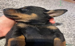 Lancashire Heeler dogs for sale: Lancashire Heelers - Image 13