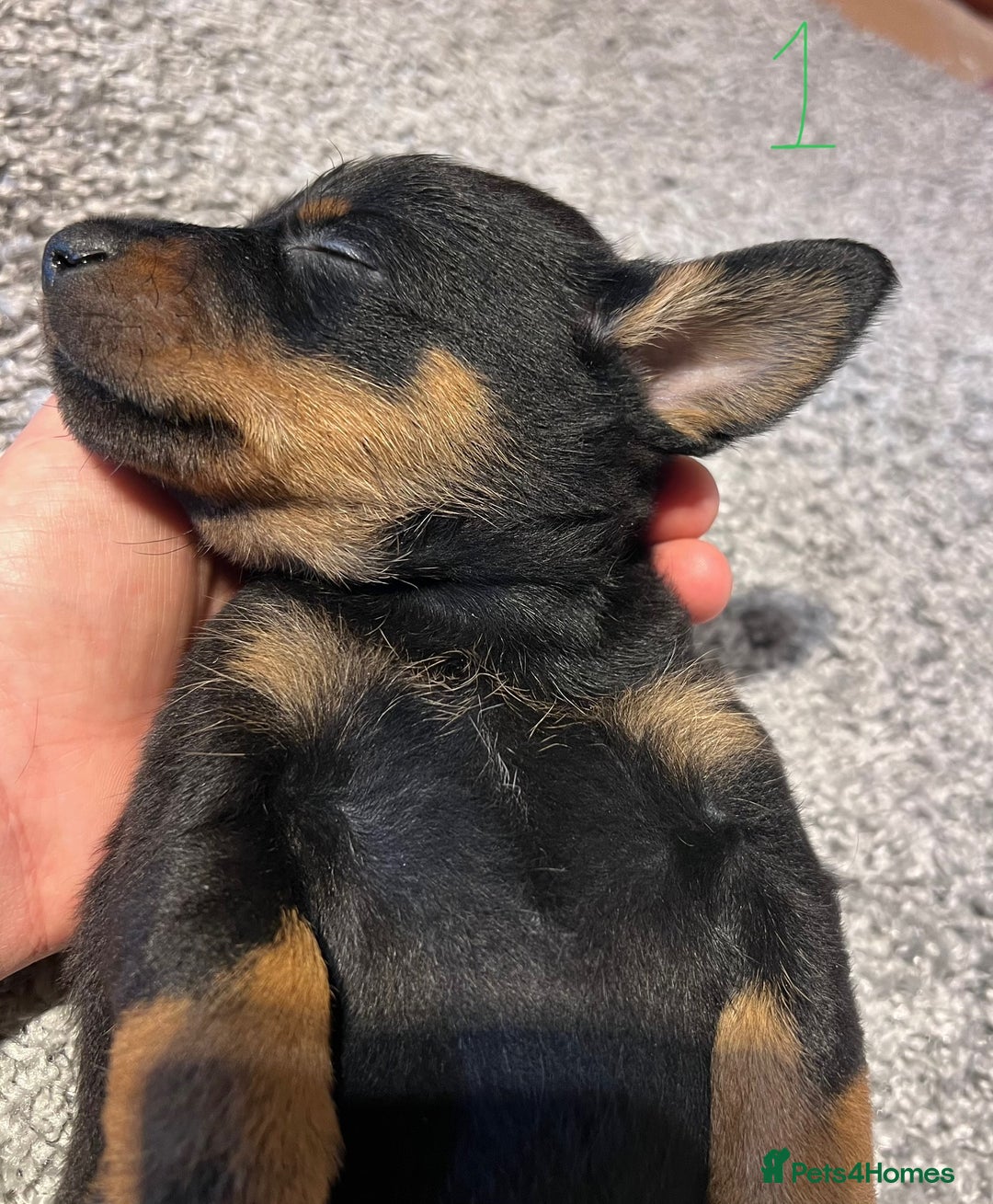 Lancashire Heeler dogs for sale: Lancashire Heelers - Image 13