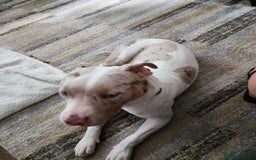 Staffordshire Bull Terrier dogs for sale: Gorgeous boy - Image 3