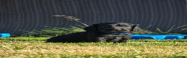 Cocker Spaniel 4