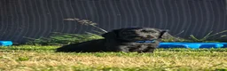 Cocker Spaniel dogs for sale: Beautiful cocker spaniel puppy’s  in Liskeard - Advert 11