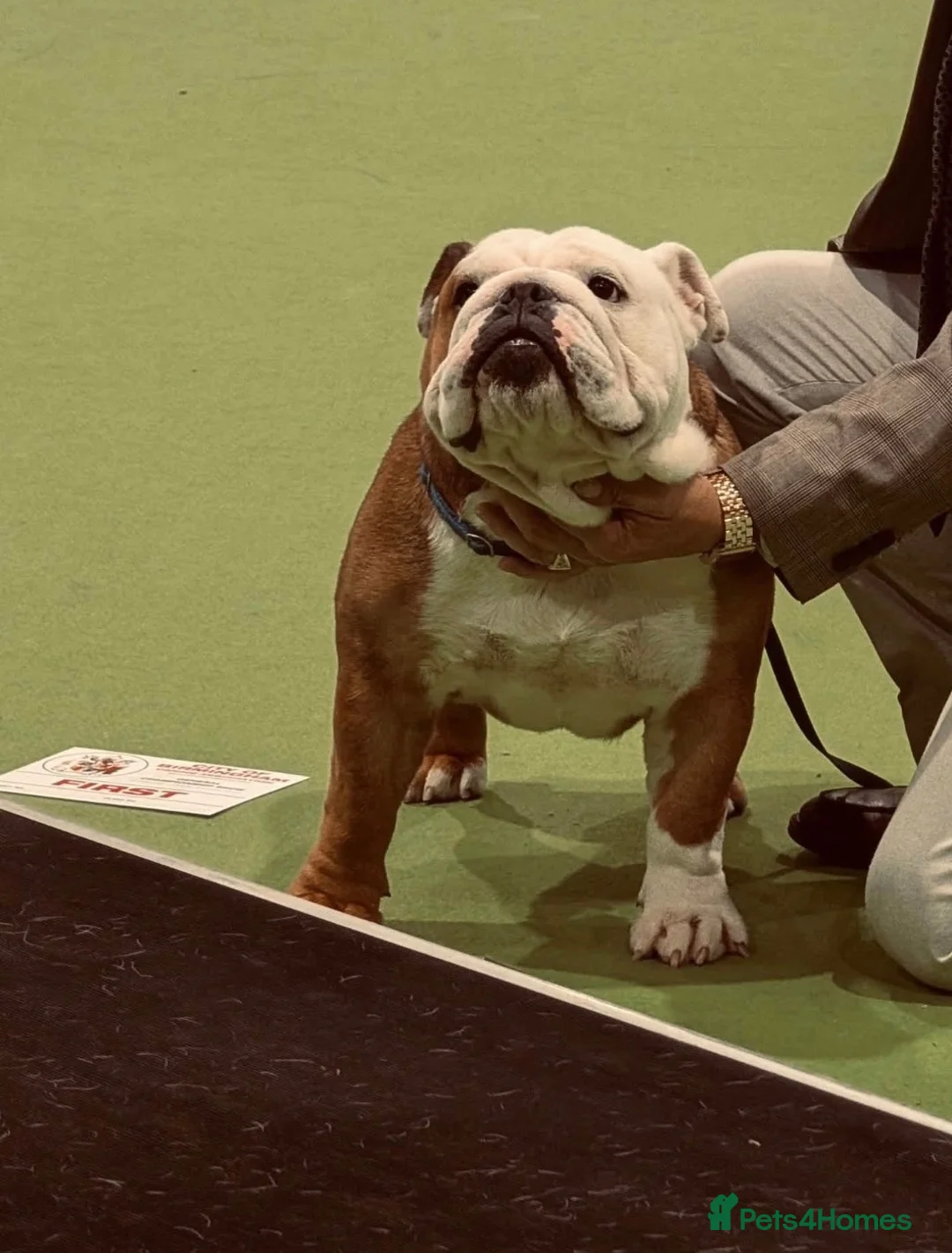 English Bulldog dogs for sale: Bulldog Puppies 1Girl 1boy English bulldog - Advert 16