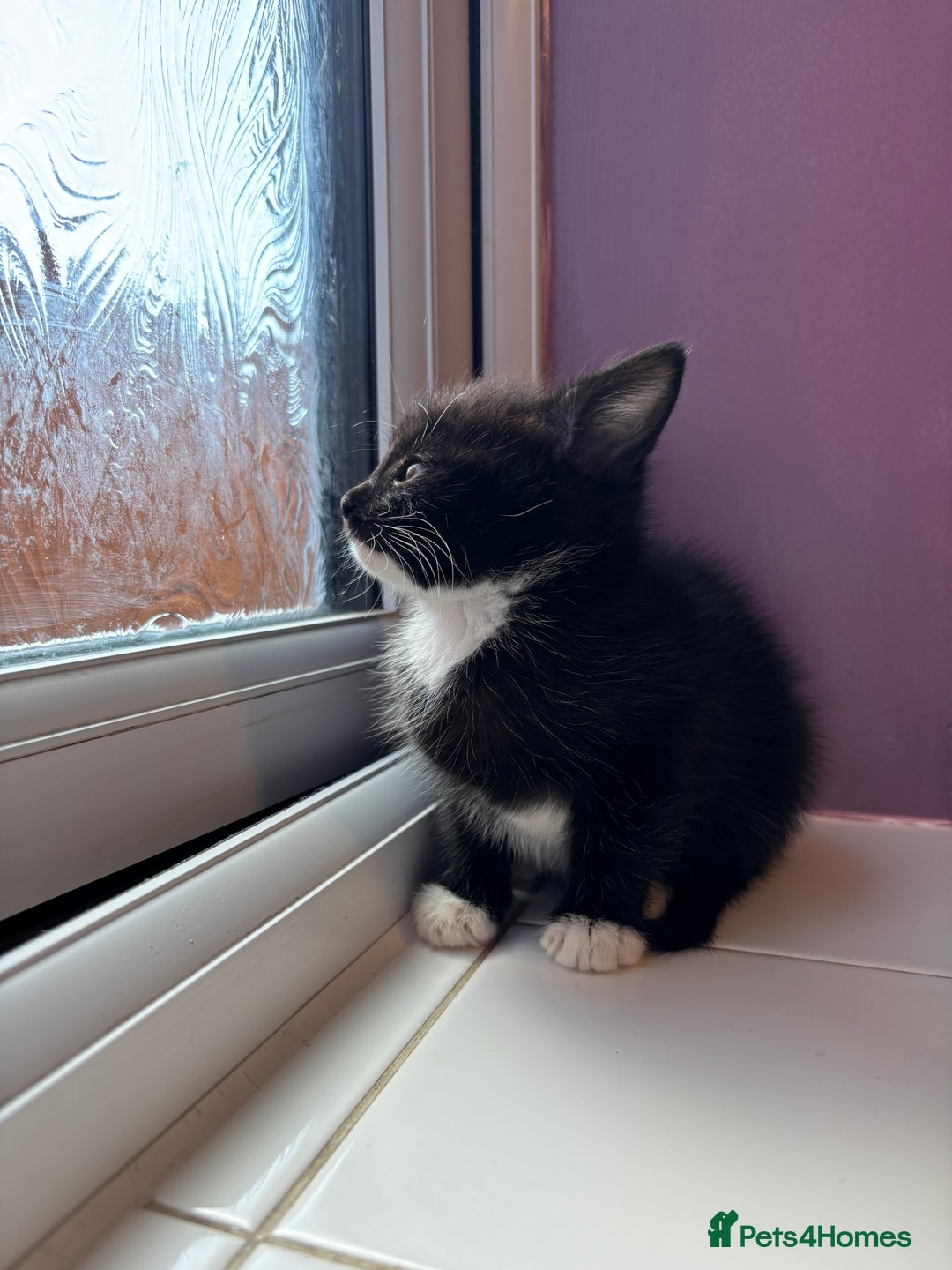 British Shorthair cats for sale: 3 kittens Available as of today 21/09/2025 - Image 8