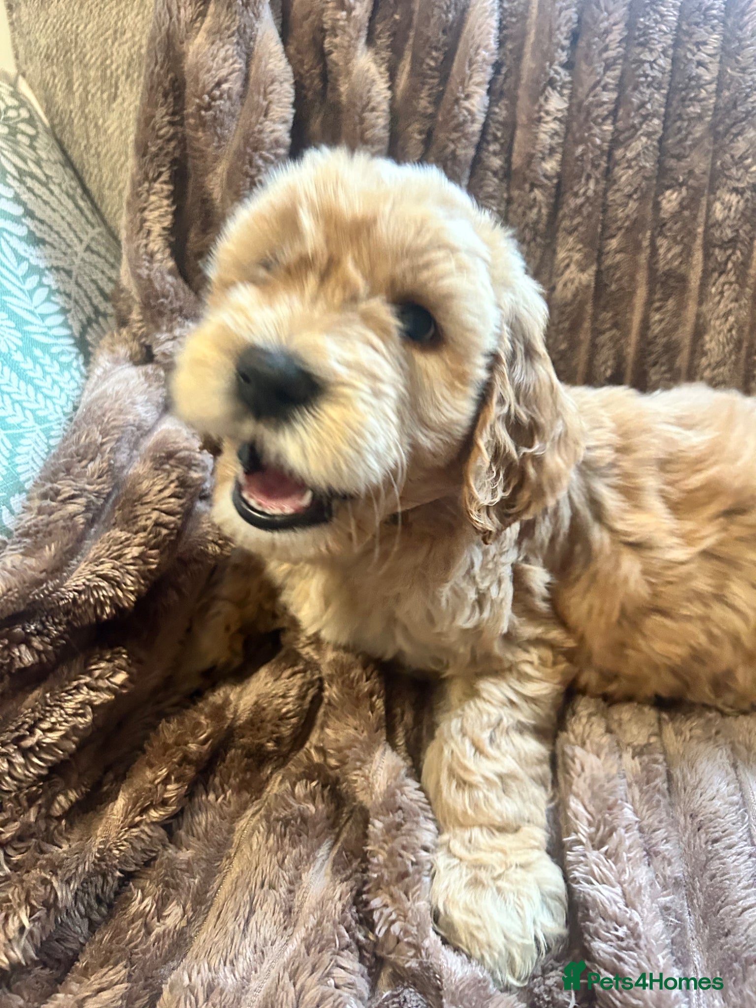 Double Doodle dogs Goldendoodle / Australian Double Doodle  - Advert 6