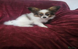 Papillon dogs for sale: Kennel Club registered tri color boy - Image 3