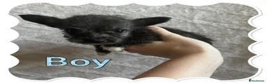 Chorkie 3