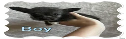 Chorkie dogs for sale: Tiny chorkie puppies  - Advert 6