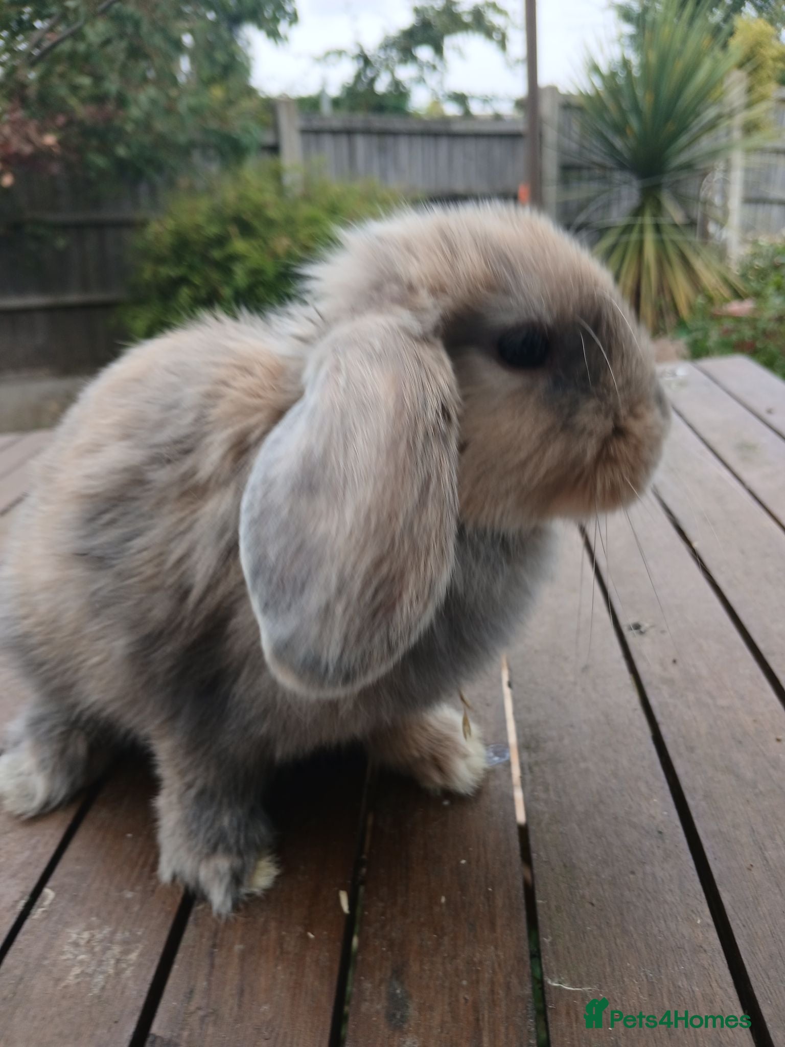 Mini Lop rabbits Beautiful mini lops  - Advert 17