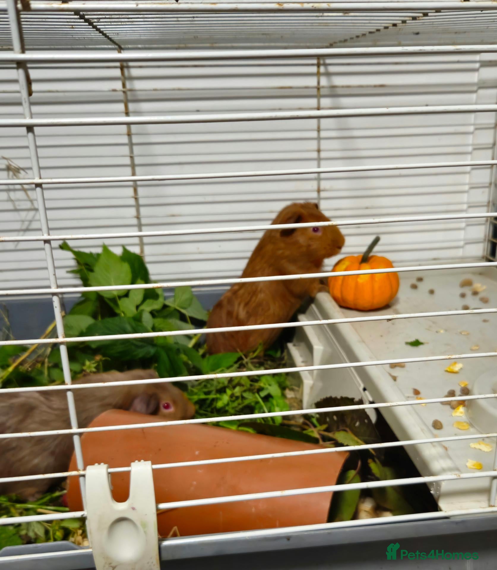 Guinea Pig rodents for sale: boy guinea pigs READY NOW - Advert 9