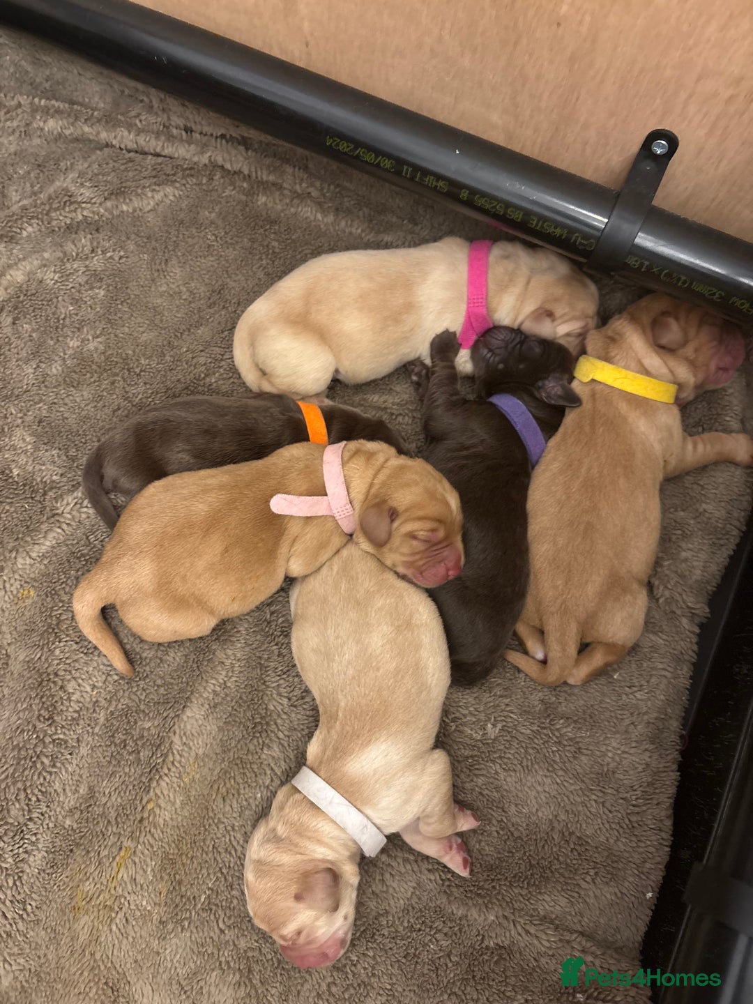 Cockerdor dogs for sale: labrador/ cockerdor Puppies  - Advert 2