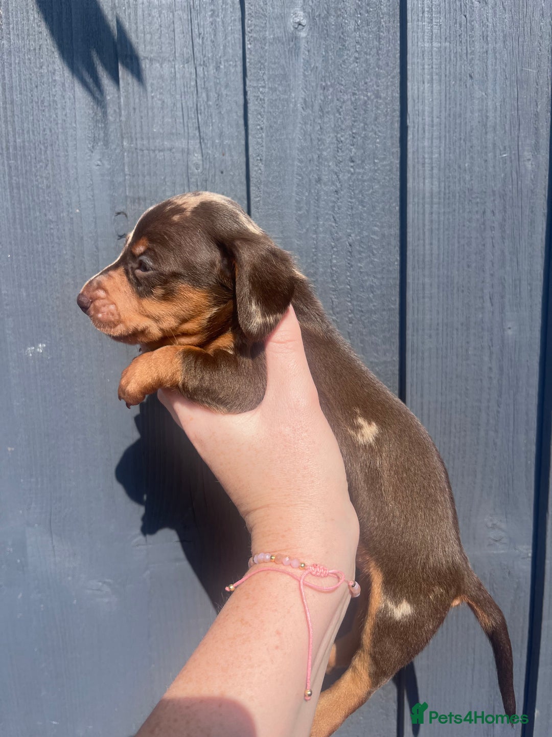 Dachshund dogs for sale: KC Registered Miniature Dachshunds - Image 8