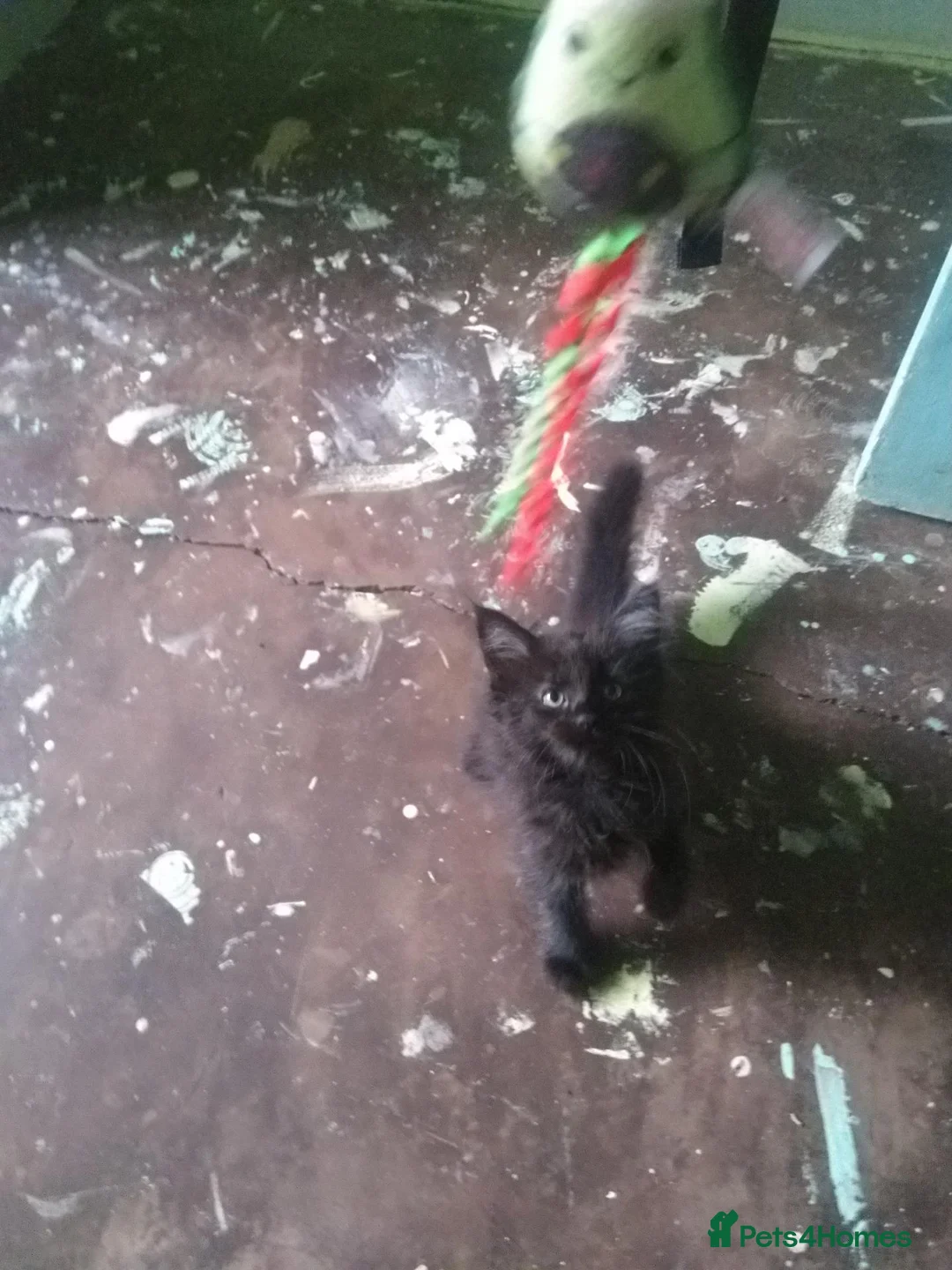 Bombay cats for sale:  Kittens for adoption any help would be great - Advert 6