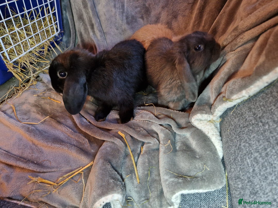 Mini Lop rabbits for sale: Cute Purebred Mini lops-Boys and girls available - Image 5