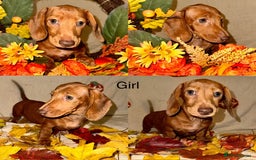 Dachshund dogs for sale: Miniature dachshunds for sale  - Image 2