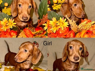 Dachshund dogs Miniature dachshunds for sale - Advert 13