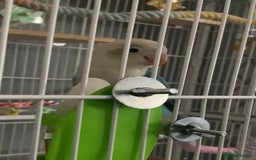 Lovebirds birds for sale: Love bird - Image 4