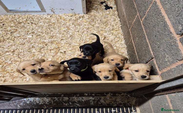 Labrador Retriever dogs - Advert 16