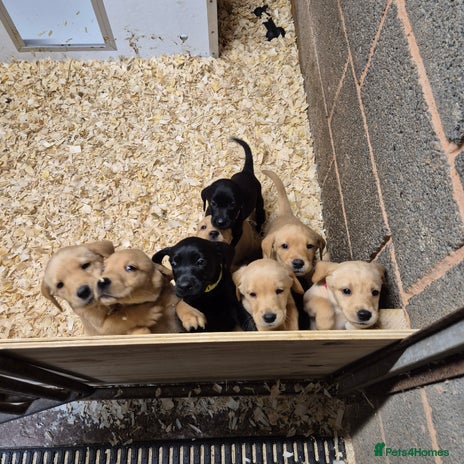 Labrador Retriever dogs - Advert 3