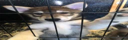 Mixed Breed dogs for sale: utanagan pups ready for their forever home - Advert 14