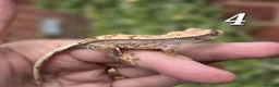 Gecko reptiles for sale: Various crested geckos - Advert 8
