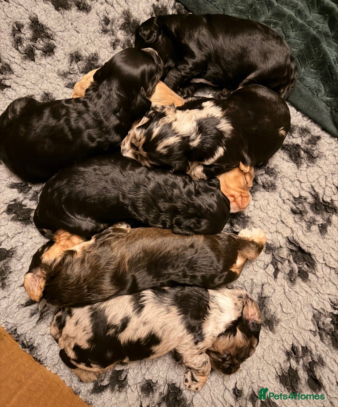 Cockapoo dogs F1 Cockapoo Puppies - Advert 3