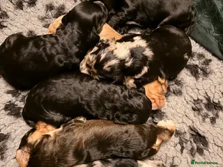 Cockapoo dogs F1 Cockapoo Puppies - Advert 3