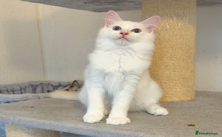 Ragdoll cats - Advert 10