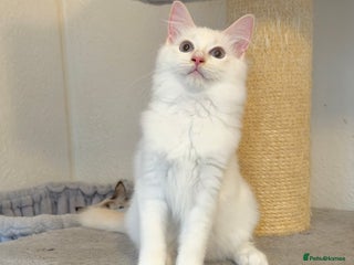 Ragdoll cats - Advert 14