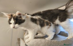 Maine Coon cats for sale: GCCF registered Maine Coon - Image 6