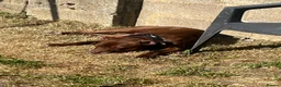 Staffordshire Bull Terrier dogs for sale: 2 1/2 year old male Staff in Witney - Advert 5