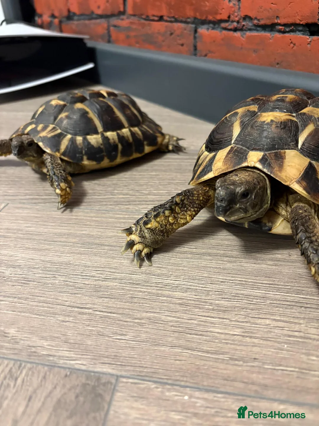 Tortoise reptiles for sale: Tortoise with vitarium - Advert 1